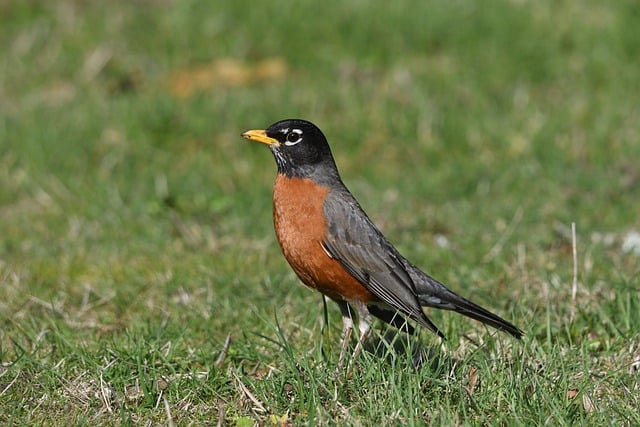 American Robin