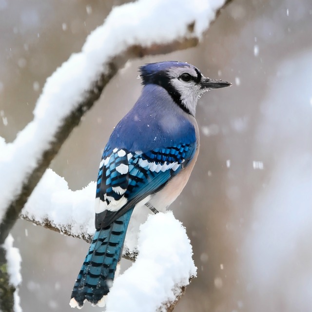 Blue Jay