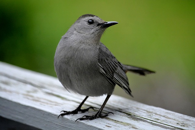 Gray Catbird