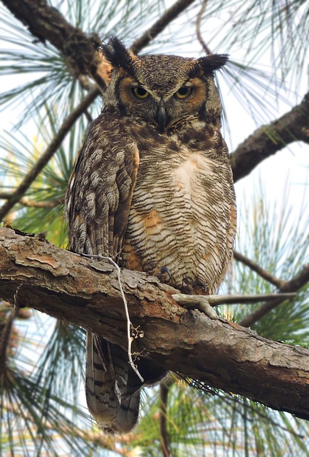 Great Horned Owl