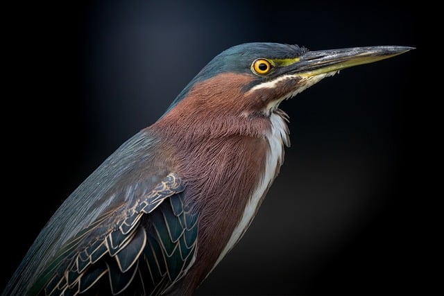 Green Heron