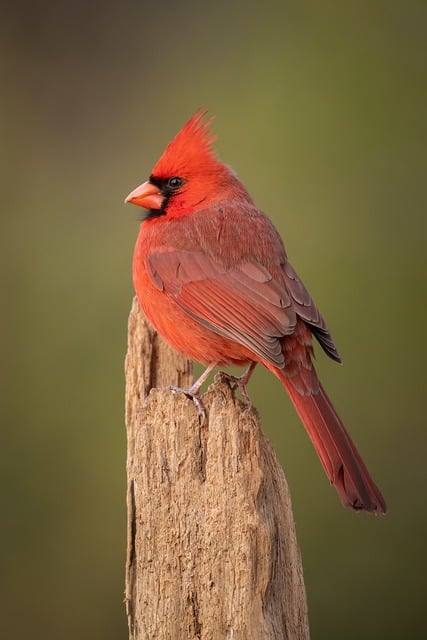 Northern Cardinal