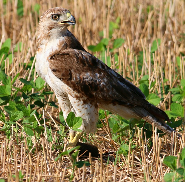 Red-tailed Hawk